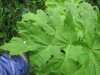 Thumbnail IMG_8266.JPG 