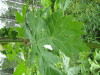 Thumbnail IMG_8267.JPG 