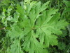 Thumbnail IMG_8268.JPG 