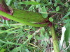 Thumbnail IMG_8269.JPG 