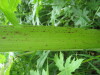 Thumbnail IMG_8270.JPG 