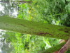 Thumbnail IMG_8271.JPG 