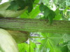Thumbnail IMG_8272.JPG 