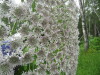 Thumbnail IMG_8273.JPG 
