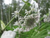 Thumbnail IMG_8274.JPG 