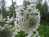 Thumbnail IMG_8275.JPG 