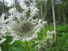 Thumbnail IMG_8276.JPG 