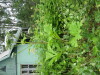 Thumbnail IMG_8277.JPG 