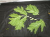 Thumbnail IMG_3048.JPG 