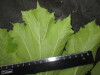 Thumbnail IMG_3050.JPG 
