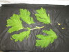 Thumbnail IMG_3052.JPG 