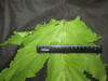 Thumbnail IMG_3055.JPG 