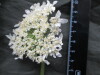 Thumbnail IMG_3058.JPG 