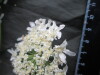Thumbnail IMG_3059.JPG 