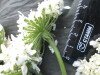 Thumbnail IMG_3060.JPG 