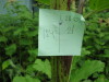 Thumbnail IMG_8278.JPG 