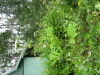 Thumbnail IMG_8282.JPG 