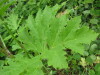 Thumbnail IMG_8284.JPG 