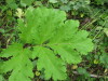 Thumbnail IMG_8285.JPG 