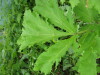 Thumbnail IMG_8286.JPG 