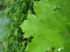 Thumbnail IMG_8287.JPG 