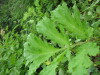 Thumbnail IMG_8288.JPG 