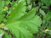 Thumbnail IMG_8289.JPG 