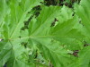 Thumbnail IMG_8290.JPG 