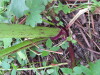 Thumbnail IMG_8291.JPG 