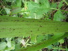 Thumbnail IMG_8292.JPG 