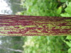 Thumbnail IMG_8293.JPG 