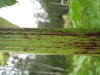 Thumbnail IMG_8294.JPG 