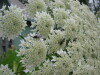 Thumbnail IMG_8295.JPG 