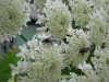 Thumbnail IMG_8296.JPG 