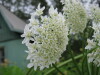 Thumbnail IMG_8297.JPG 