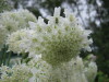 Thumbnail IMG_8298.JPG 