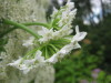 Thumbnail IMG_8299.JPG 