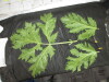 Thumbnail IMG_3101.JPG 