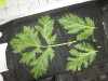 Thumbnail IMG_3102.JPG 