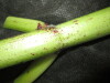 Thumbnail IMG_3103.JPG 
