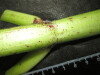 Thumbnail IMG_3104.JPG 