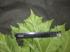 Thumbnail IMG_3105.JPG 