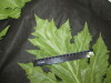 Thumbnail IMG_3106.JPG 