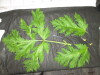 Thumbnail IMG_3107.JPG 