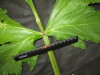 Thumbnail IMG_3109.JPG 