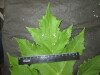 Thumbnail IMG_3110.JPG 