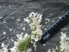Thumbnail IMG_3111.JPG 