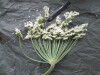 Thumbnail IMG_3112.JPG 