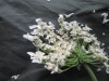 Thumbnail IMG_3113.JPG 