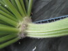 Thumbnail IMG_3115.JPG 